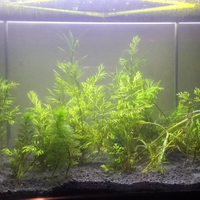 aquascape-for-everyone-learning-and-sharing---part-3