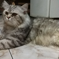 pengalaman-mengenalkan-kucing-ke-emak-mertua-ane