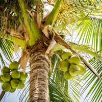 3-mamfaat-kelapa-untuk-kehidupan-manusia-mamfaat-yang-ke-2-bikin-tahan-lama