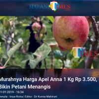 murahnya-harga-apel-anna-1-kg-rp-3500-bikin-petani-menangis
