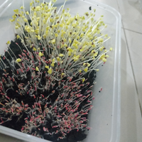 bantuin-microgreens-ane-dong