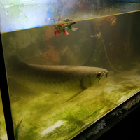 4-suka-duka-memelihara-ikan-arwana-menurut-ane