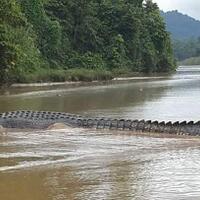 buaya-raksasa-sungai-perak