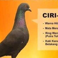burung-warga-dieng-ini-hilang-bagi-penemunya-ada-hadiah-rp-30-juta