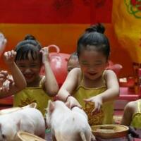 babi-akan-jadi-hewan-peliharaan-jelang-imlek-pecinta-hewan-khawatir