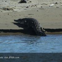 mengerikan-buaya-dan-ular-berkeliaran-usai-banjir-surut