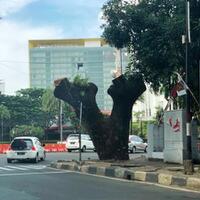tebang-pohon-di-kawasan-menteng-bambang-wiyogo-protes-ke-gubernur-anies