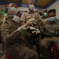 ratusan-ular-hidup-diekspor-ke-china-di-sana-jadi-makanan-mewah