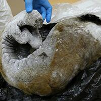 satwa-satwa-prasejarah-akan-bangkit-lagi-begini-penjelasan-ilmuwan-rusia