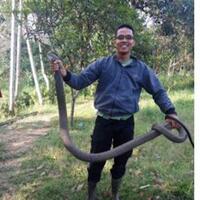 king-kobra-sepanjang-tiga-meter-nangkring-di-atas-lemari-warga