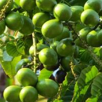 benarkah-buah-matoa-khas-papua-ampuh-cegah-kanker