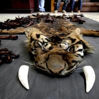 sanksi-berat-dijatuhkan-kepada-pembunuh-satwa