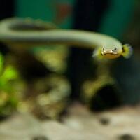 polypterus-aka-palmas-lounge-part-ii-ask-sharing--post-your-bichir-here---part-1