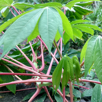 tumbuhan-ini-dari-pujuk-daun-sampai-akar-semua-ada-mamfaatnya