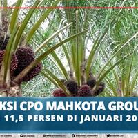 produksi-cpo-mahkota-group-tumbuh-115-persen-di-januari-2019
