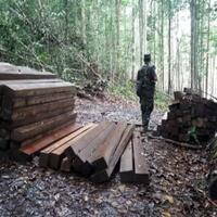 dirambah-warga-lahan-prabowo-di-aceh-banyak-terjadi-aktivitas-ilegal