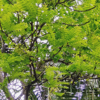 banyak-orang-tidak-tahu-buah-yang-kecut-ini-bisa-dijadikan-makanan-yang-enak
