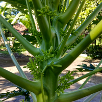 2-tumbuhan-ini-dipercayai-sebagai-penangkal-sihir-dan-bisa-dibuat-masakan-enak