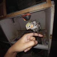 burung-paruh-bengkok-kesayangan-bermasalah-pada-bulunyaane-kasih-sedikit-tipsnya-gan