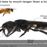 38-tahun-hilang-lebah-raksasa-ditemukan-di-hutan-maluku