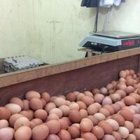 timses-prabowo-beberkan-jurus-pangkas-harga-telur
