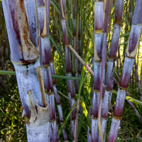 tanaman-tebu-di-jawa-timur