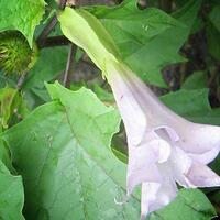 tumbuhan-ini-sangat-ampuh-untuk-menyembuhkan-luka-luar-dengan-cepat