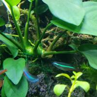 aquascape-for-everyone-learning-and-sharing---part-3