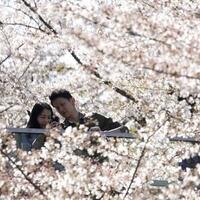 menikah-di-jepang-seperti-syahrini-jangan-lupa-foto-pre-wedding-di-sini-ya