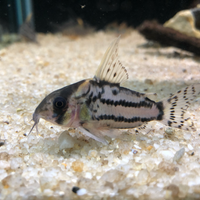 corydoras-station