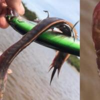 niat-menjaring-ikan-saat-diangkat-dapat-makhluk-menyeramkan