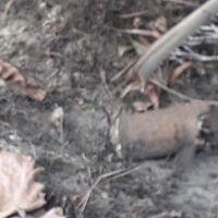 4-bom-lontong-diamankan-satgas-tinombala-polri-ini-ciri-khas-ali-kalora-cs