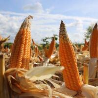 panen-melimpah-pemerintah-siap-jaga-stabilitas-harga-jagung-petani