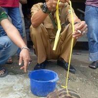 sempat-ramai-isu-babi-ngepet-warga-bawa-seekor-babi-ke-kantor-polisi