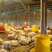 soal-harga-ayam-ini-pendapat-anggota-parlemen