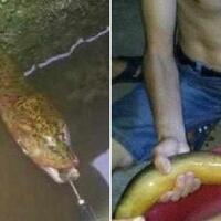 awalnya-dianggap-ular-tapi-ternyata-belut-langka-yang-diincar-pengusaha-kaya