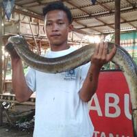 dikira-ular-berbisa-ternyata-belut-raksasa-di-taiwan-dibeli-pengusaha-rp-45-juta