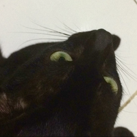 asyiknya-memelihara-kucing-kampung