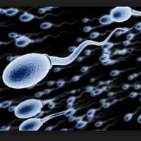 9-jenis-makanan-untuk-menghasilkan-sperma-berkualitas-dan-banyak-bagi-kaum-pria