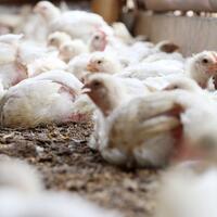 kata-peternak-soal-merosotnya-harga-ayam-potong