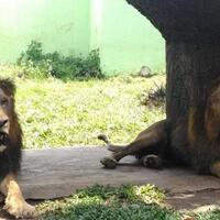 pria-di-ceko-tewas-diserang-singa-jantan-peliharaannya