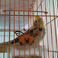 8776877698299829-penggemar-cockatiel---falck---parkit-australi-9829982987768776