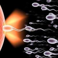 buat-para-pria-ini-9-makanan-yang-bisa-meningkatkan-produksi-sperma-yang-berkualitas