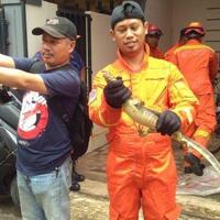 seekor-biawak-bikin-resah-warga-kelurahan-cipedak-masuk-rumah-hingga-tewaskan-kucing