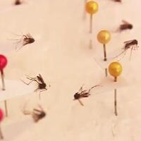 seorang-warga-di-jakarta-timur-meninggal-akibat-dbd