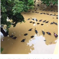 ramai-foto-banjir-rendam-motor-disebut-di-jakarta-faktanya-di-vietnam