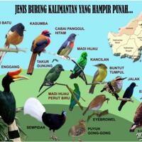 menikmati-kicauan-burung-liar