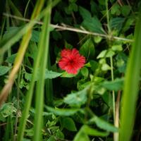 new-pendopo-sony-alpha---part-2