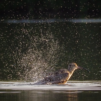 begini-potret-keseruan-menjadi-wildlife-photographer