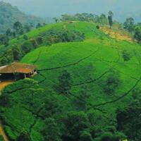 menikmati-pemandangan-alam-di-kebun-teh-cipasung